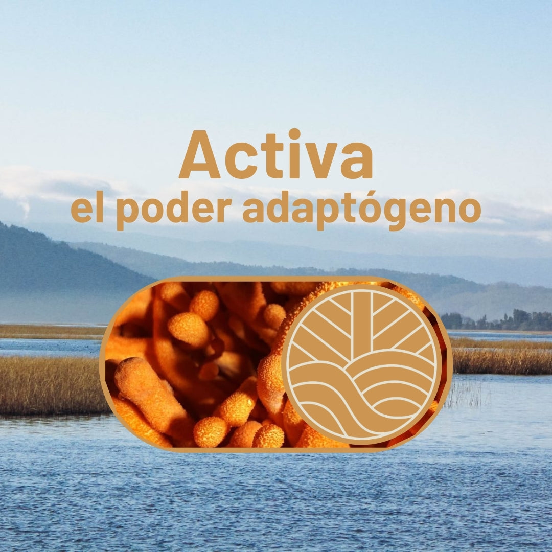Fulgora Yerba Mate con Cordyceps
