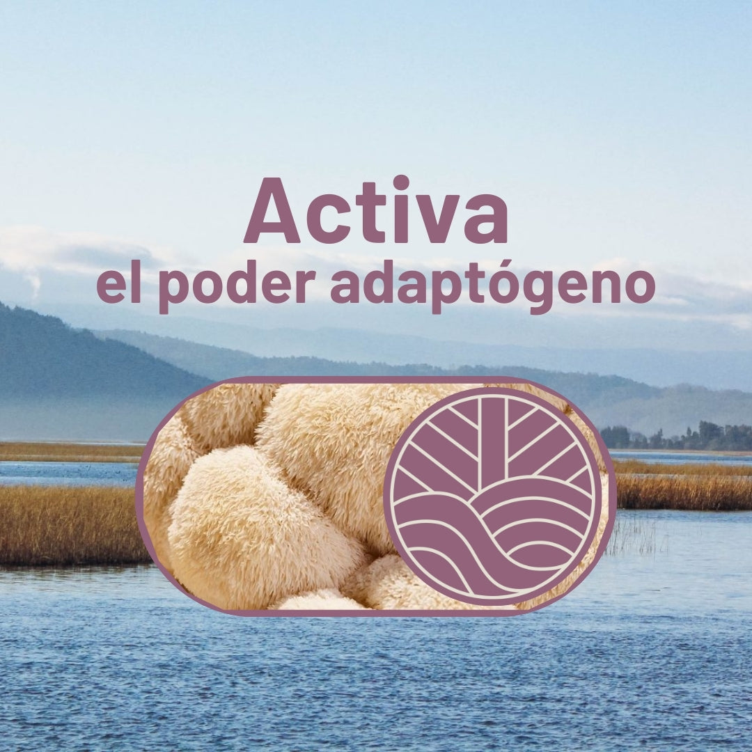 Té Aura con Melena de Leon