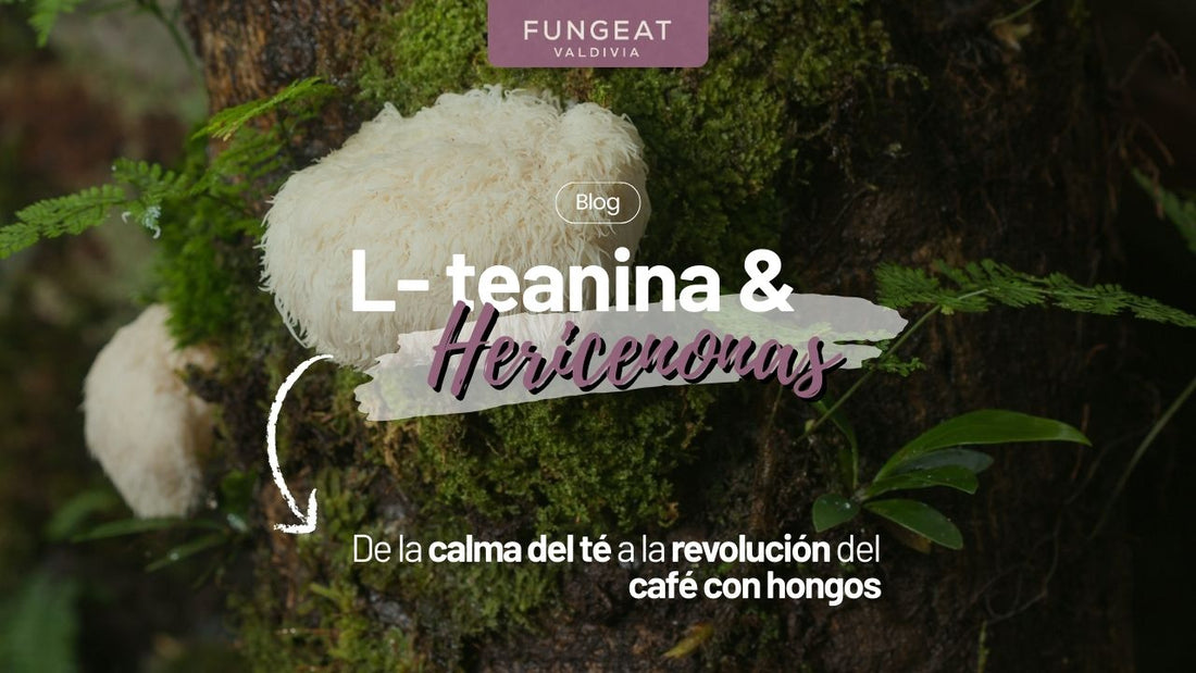 L-teanina y hericenonas