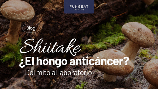 shiitake ¿el hongo anticáncer?