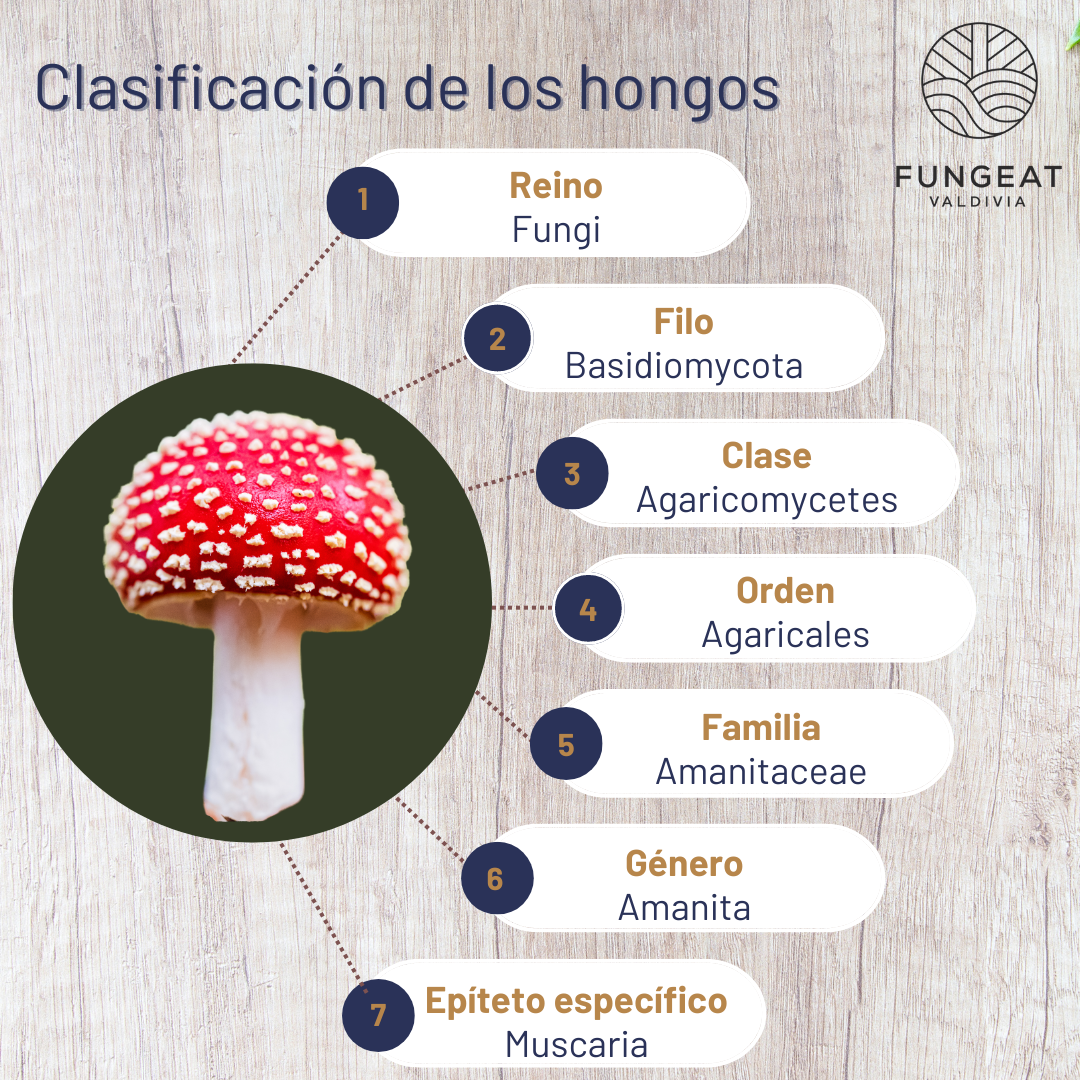 Hongo Del Riel ClasificaciĂłn de los hongos â Fungeat