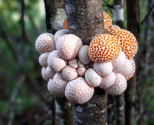 Cyttaria espinosae – Digüeñe