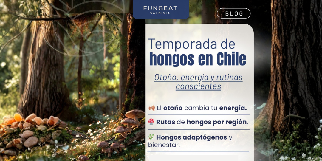 Temporada de hongos en Chile: cómo enfrentar el otoño, cuidar tu energía y descubrir rutas de hongos