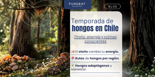 Temporada de hongos en Chile: cómo enfrentar el otoño, cuidar tu energía y descubrir rutas de hongos