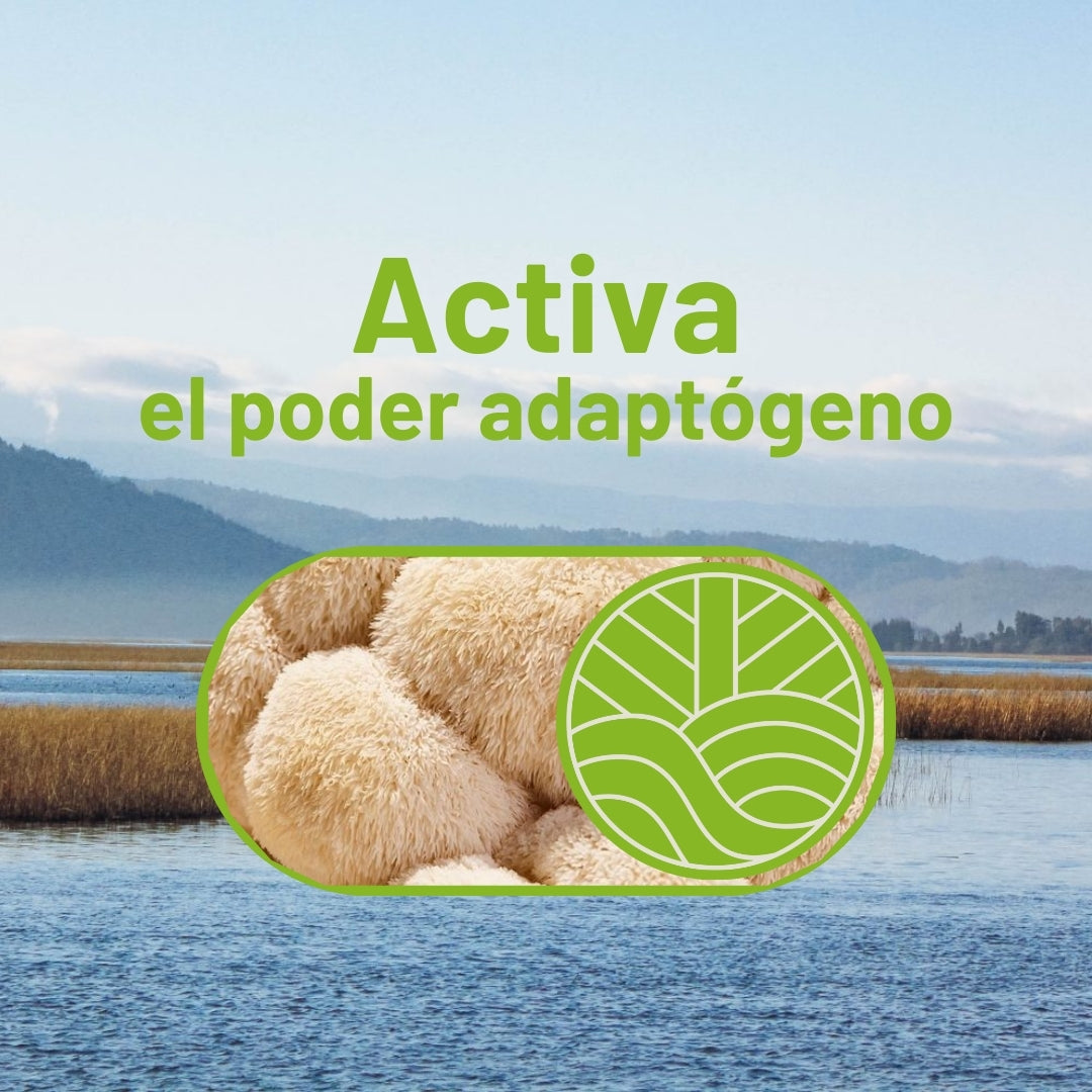 Esplendor Matcha con Melena de Leon y Tremella