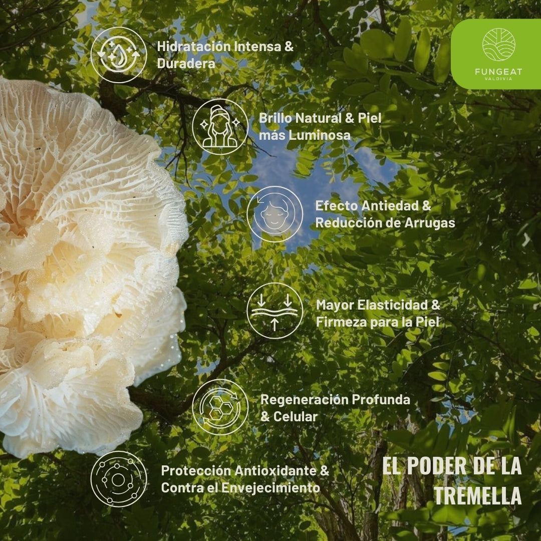 Esplendor Matcha con Melena de Leon y Tremella
