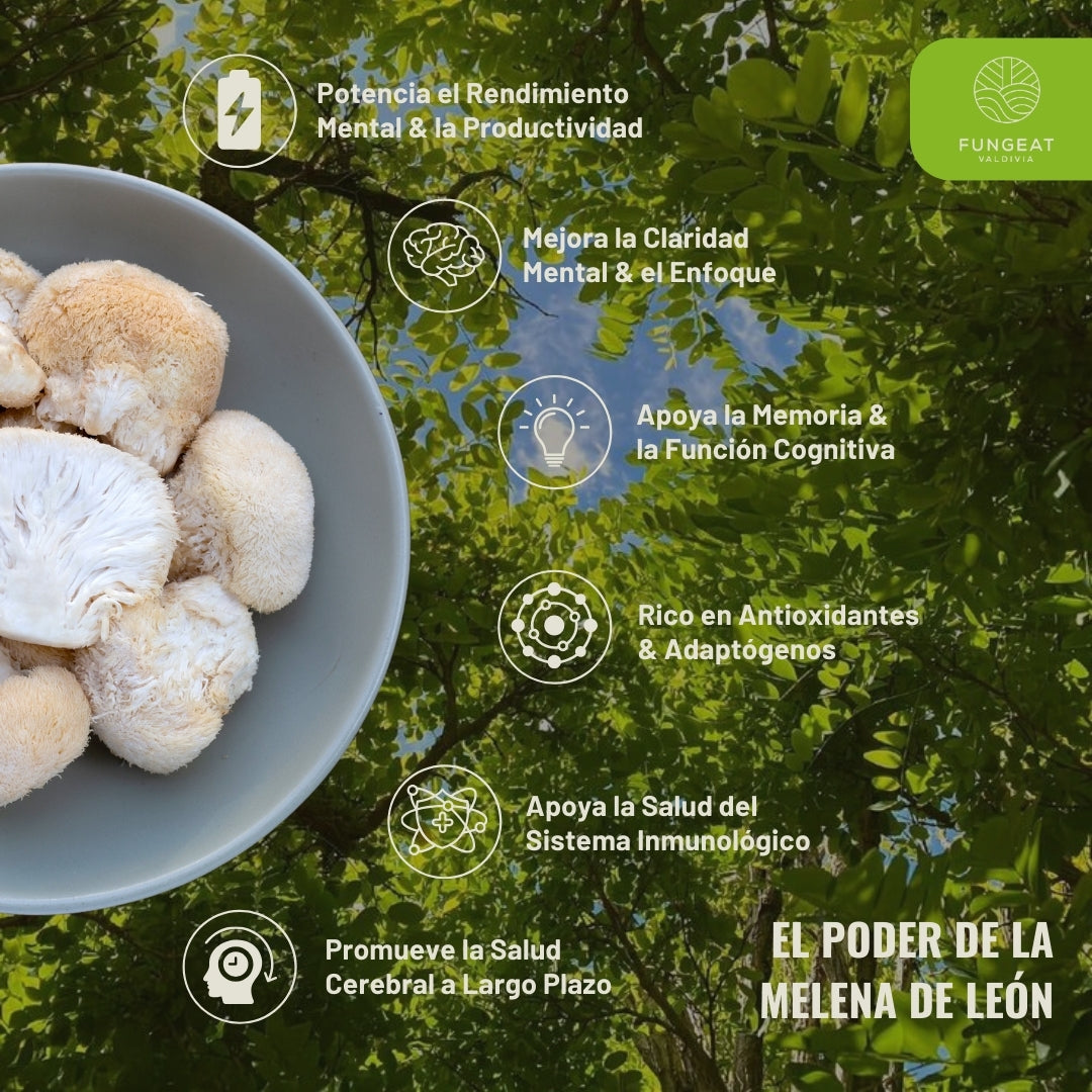 Esplendor Matcha con Melena de Leon y Tremella
