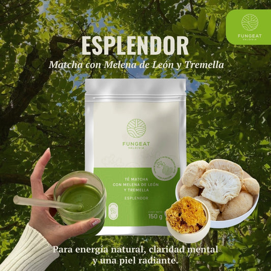 Esplendor Matcha con Melena de Leon y Tremella